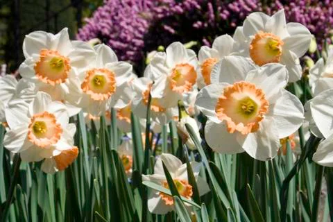 Daffodils 스톡 사진