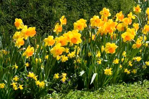 Daffodils Stock Photos