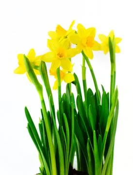 Daffodils Stock Photos