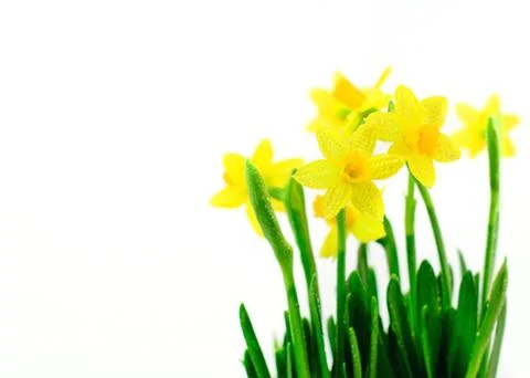 Daffodils Foto stock