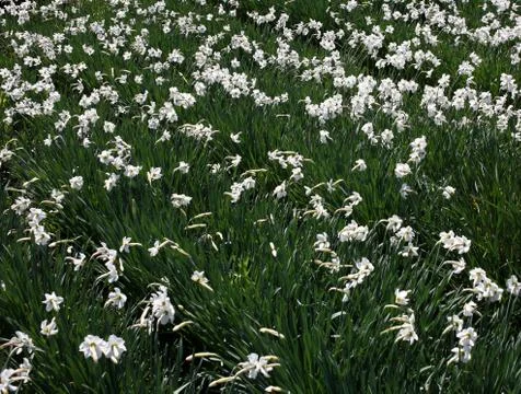 Daffodils Foto stock