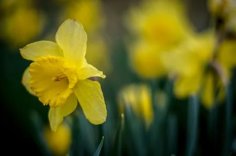 The Daffodils Stock Photos
