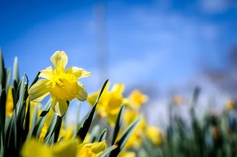 Daffodils Stock Photos