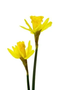 Daffodils Stock-Fotos