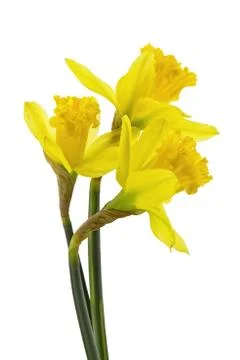 Daffodils Stock-Fotos