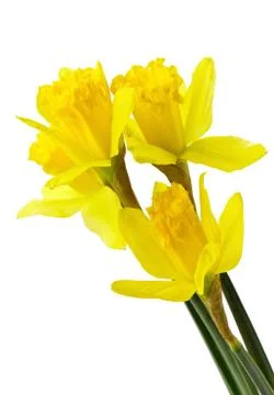 Daffodils Stock Photos