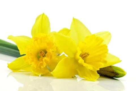 Daffodils Foto stock