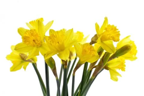 Daffodils Stock Photos