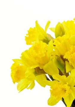 Daffodils Stock Photos