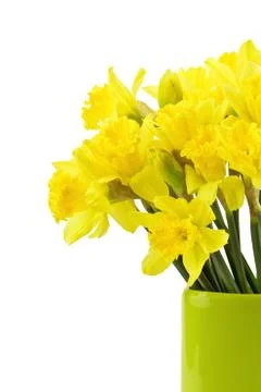 Daffodils Stock Photos