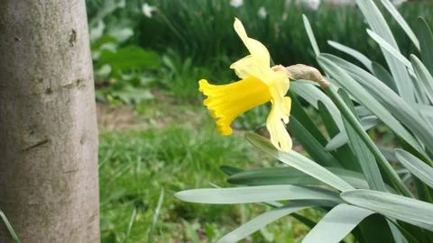 Daffodils Stock Photos