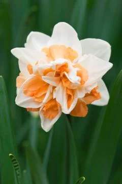 Daffodils Stock Photos