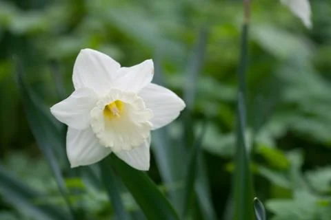 Daffodils Stock Photos