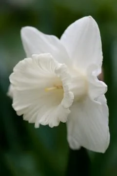 Daffodils Stock Photos