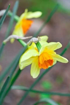 Daffodils Stock Photos