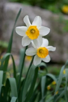 Daffodils Stock Photos