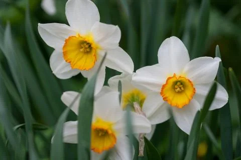 Daffodils Stock Photos