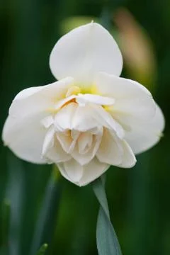 Daffodils Stock Photos