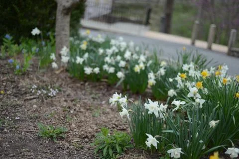 Daffodils Stock Photos