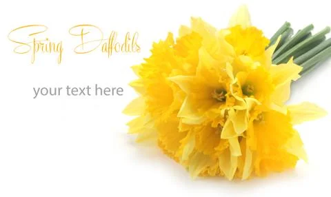 Daffodils Stock Photos