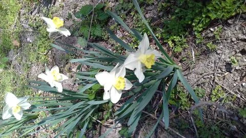 Daffodils Stock Photos
