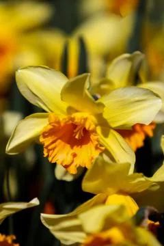 Daffodils Stock Photos