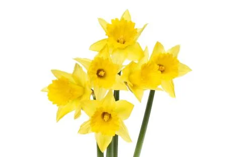 Daffodils Stock Photos