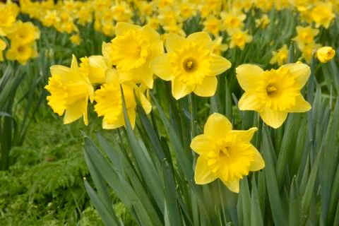 Daffodils Stock Photos