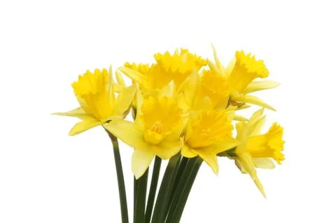 Daffodils Stock Photos