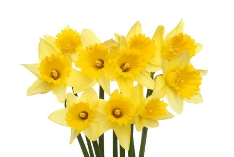 Daffodils Stock Photos