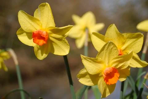 Daffodils Stock Photos