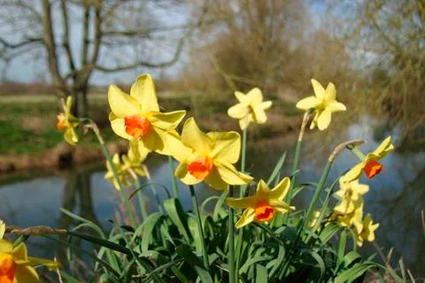 Daffodils Stock Photos