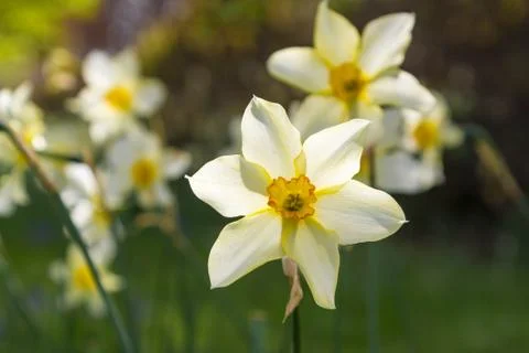 Daffodils Stock Photos