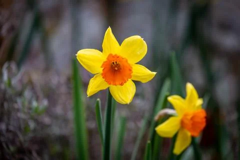 Daffodils Stock Photos