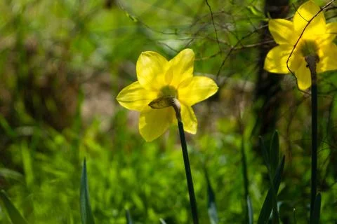 Daffodils Stock Photos