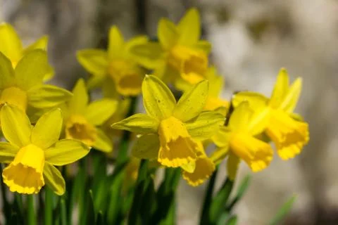 Daffodils Stock Photos