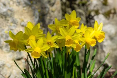 Daffodils Foto stock