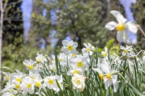 Daffodils Stock Photos