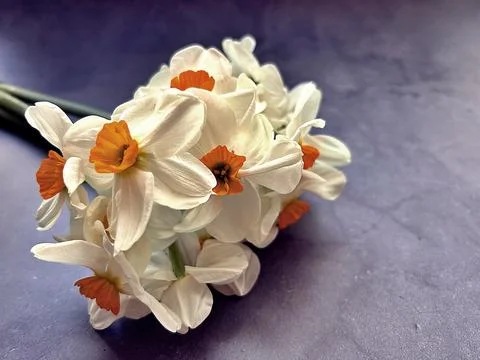 Daffodils Stock Photos