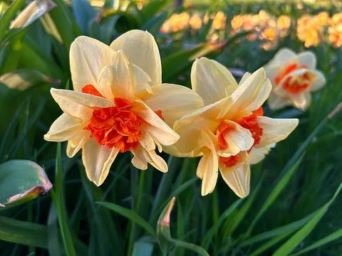 Daffodils Stock Photos