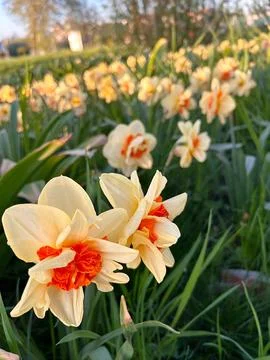 Daffodils Stock Photos