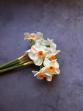 Daffodils Stock Photos