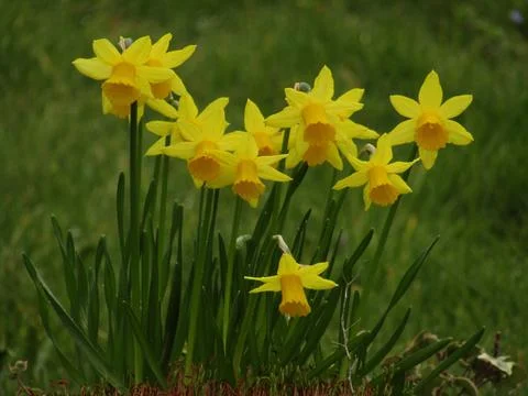 The Daffodils 库存照片