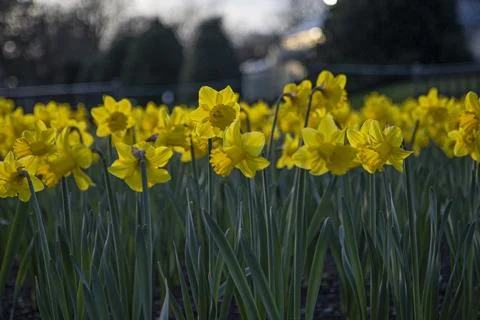Daffodils Photos