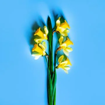 Daffodils Stock Photos