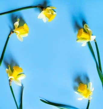 Daffodils Foto stock
