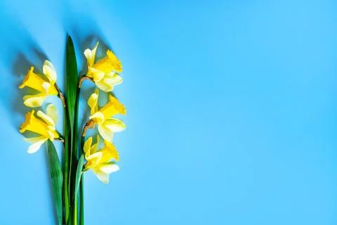 Daffodils Stock Photos