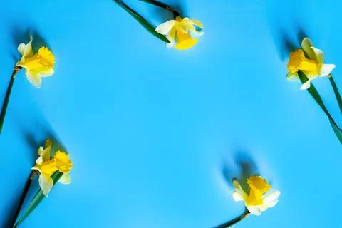 Daffodils Stock Photos