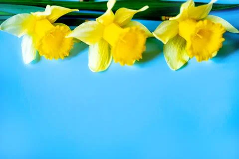 Daffodils Stock Photos