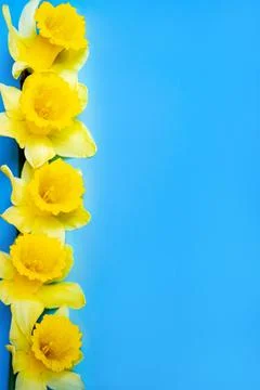 Daffodils Foto stock